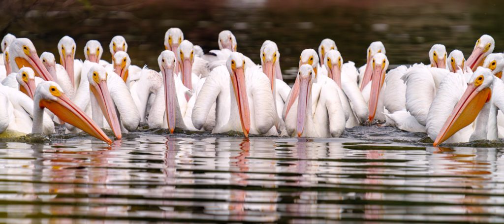 Pelicans at the Gilbert Water Riparian.