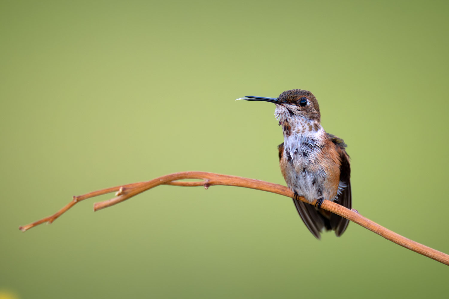 Rufous hummingbird perched on a thin branch with a soft green background