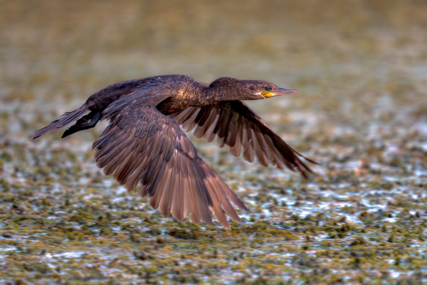 cormorant flying low across shimmering water, wings fully spread