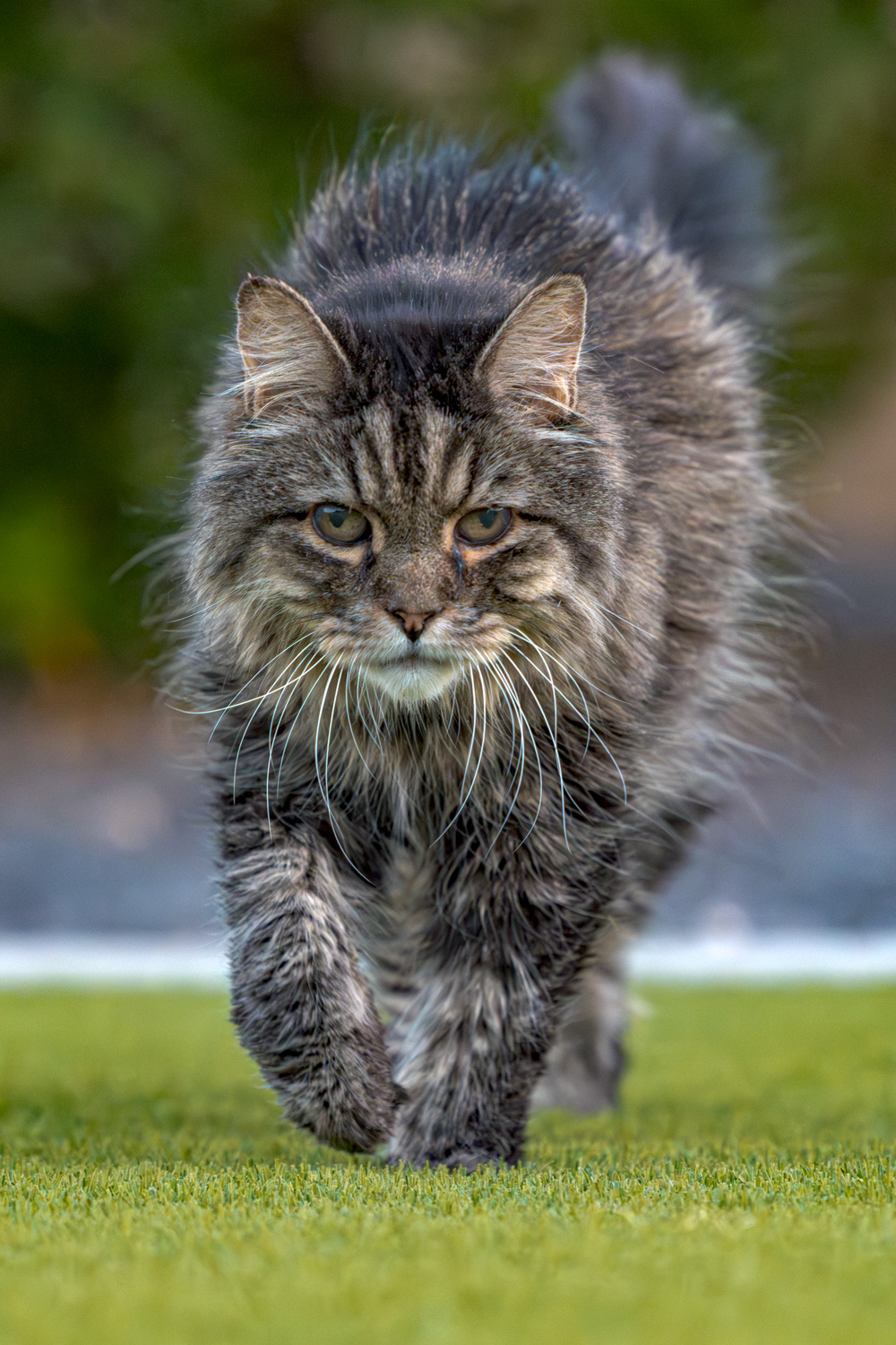 Close-up of a long-haired tabby cat walking confidently across green turf