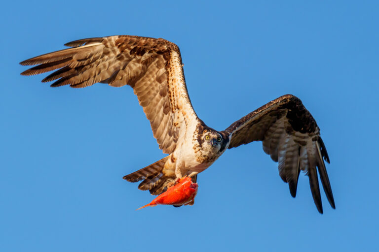 Sony 400–800mm vs 200–600mm: Which One’s Worth Using in the Field?