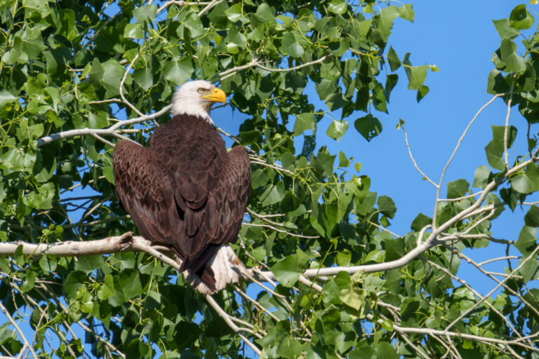 Listen, Learn, and Blend: 3 Unconventional Birding and Wildlife Tips